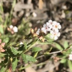 Leucopogon virgatus (Common Beard-heath) at Gossan Hill - 9 Sep 2021 by goyenjudy