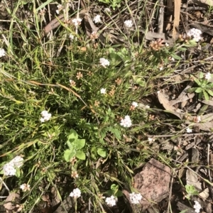 Leucopogon virgatus at Bruce, ACT - 9 Sep 2021