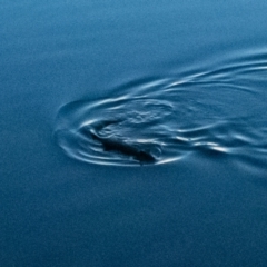 Hydromys chrysogaster (Rakali or Water Rat) at Belconnen, ACT - 2 Sep 2021 by hallucatus