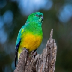 Psephotus haematonotus (Red-rumped Parrot) at Lake Ginninderra - 4 Sep 2021 by hallucatus