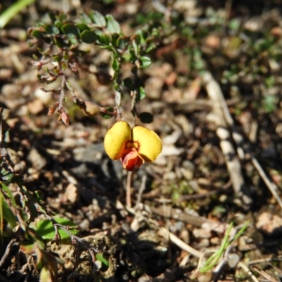 Bossiaea buxifolia (Matted Bossiaea) at Mount Taylor - 7 Sep 2021 by MatthewFrawley