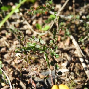 Bossiaea buxifolia at Kambah, ACT - 7 Sep 2021