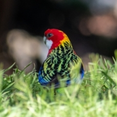 Platycercus eximius (Eastern Rosella) at Belconnen, ACT - 5 Sep 2021 by Hallucatus