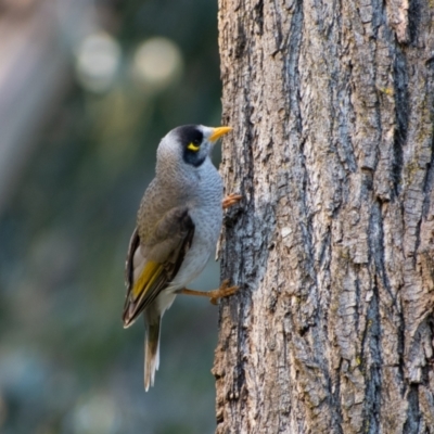 Manorina melanocephala (Noisy Miner) at Belconnen, ACT - 8 Sep 2021 by hallucatus