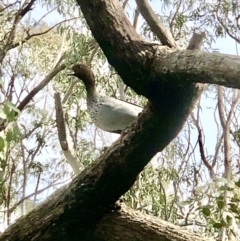 Chenonetta jubata (Australian Wood Duck) at Gossan Hill - 9 Sep 2021 by goyenjudy
