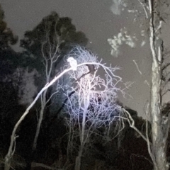 Podargus strigoides (Tawny Frogmouth) at Red Hill, ACT - 3 Sep 2021 by Tapirlord