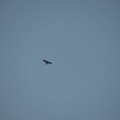 Aquila audax (Wedge-tailed Eagle) at Greenleigh, NSW - 15 May 2020 by LyndalT