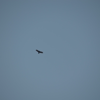 Aquila audax (Wedge-tailed Eagle) at Greenleigh, NSW - 15 May 2020 by LyndalT