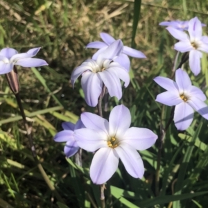 Ipheion uniflorum at Bruce, ACT - 7 Sep 2021