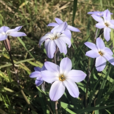 Ipheion uniflorum (Spring Star-flower) at Gossan Hill - 7 Sep 2021 by goyenjudy