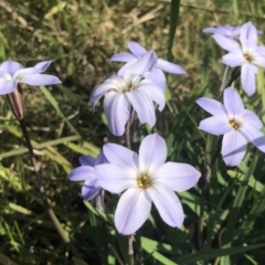 Ipheion uniflorum (Spring Star-flower) at Gossan Hill - 7 Sep 2021 by goyenjudy
