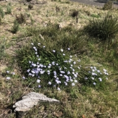 Ipheion uniflorum at Bruce, ACT - 7 Sep 2021 10:27 AM