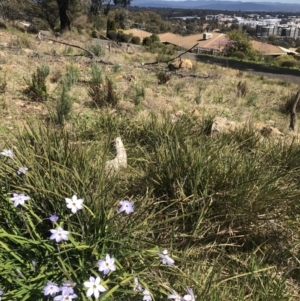 Ipheion uniflorum at Bruce, ACT - 7 Sep 2021