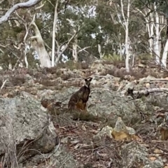 Wallabia bicolor (Swamp Wallaby) at Yarrow, NSW - 14 Jun 2021 by Tapirlord