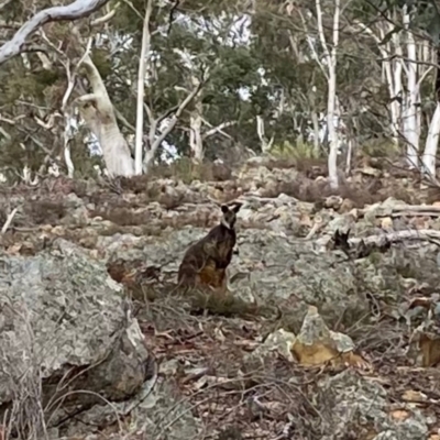 Wallabia bicolor (Swamp Wallaby) at QPRC LGA - 14 Jun 2021 by Tapirlord