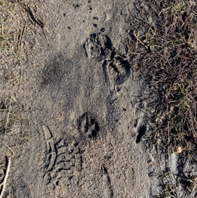 Sus scrofa (Wild Boar, Feral Pig) at Rendezvous Creek, ACT - 29 Jun 2021 by Tapirlord