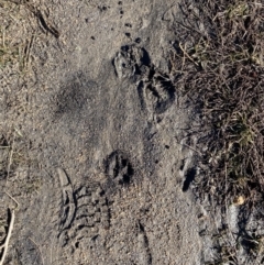 Unidentified Other hoofed mammal (TBC) at Rendezvous Creek, ACT - 29 Jun 2021 by Tapirlord