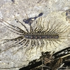 Scutigeridae (family) (A scutigerid centipede) at Red Hill Nature Reserve - 3 Sep 2021 by Tapirlord