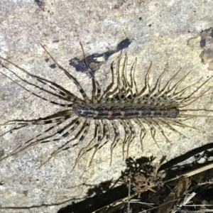 Scutigeridae (family) at Red Hill, ACT - 3 Sep 2021