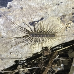 Scutigeridae (family) at Red Hill, ACT - 3 Sep 2021 08:26 PM