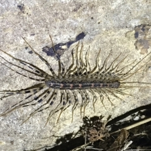 Scutigeridae (family) at Red Hill, ACT - 3 Sep 2021