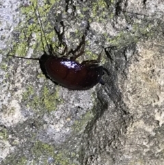Unidentified Cockroach (Blattodea, several families) (TBC) at Red Hill, ACT - 3 Sep 2021 by Tapirlord