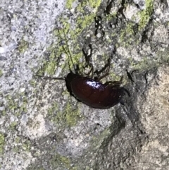 Blattidae sp. (family) at Red Hill Nature Reserve - 3 Sep 2021 08:24 PM