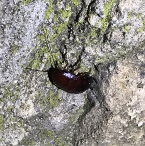 Blattidae sp. (family) at Red Hill Nature Reserve - 3 Sep 2021