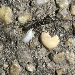 Scutigeridae (family) at Red Hill, ACT - 3 Sep 2021 08:22 PM