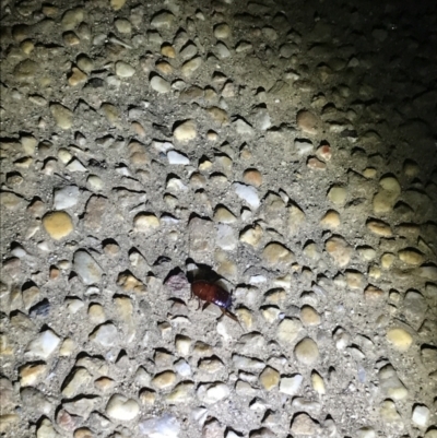 Unidentified Cockroach (Blattodea, several families) at Red Hill, ACT - 3 Sep 2021 by Tapirlord