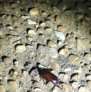 Blattidae sp. (family) at Red Hill, ACT - 3 Sep 2021