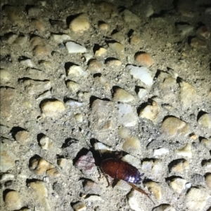 Blattidae sp. (family) at Red Hill, ACT - 3 Sep 2021