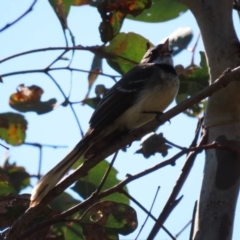 Rhipidura albiscapa (Grey Fantail) at Flea Bog Flat, Bruce - 7 Sep 2021 by JVR