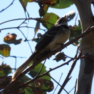 Rhipidura albiscapa at Bruce, ACT - 7 Sep 2021 02:21 PM