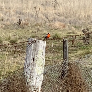 Petroica phoenicea at Kowen, ACT - 22 Jun 2021 12:36 PM