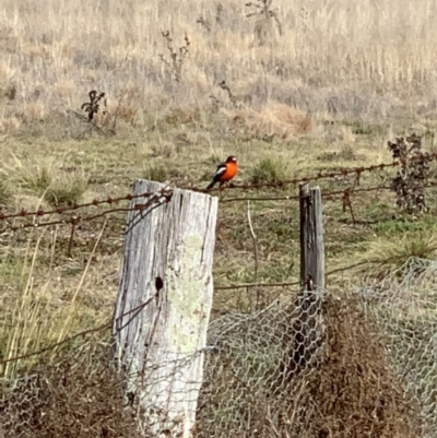 Petroica phoenicea (Flame Robin) at Kowen, ACT - 22 Jun 2021 by JVR