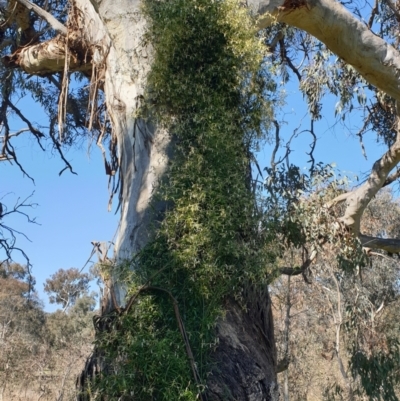 Clematis leptophylla (Small-leaf Clematis, Old Man's Beard) at Watson, ACT - 8 Sep 2021 by HannahWindley