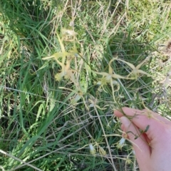 Clematis leptophylla at Watson, ACT - 8 Sep 2021