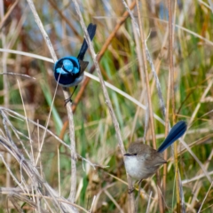 Malurus cyaneus (Superb Fairywren) at Belconnen, ACT - 4 Sep 2021 by Hallucatus