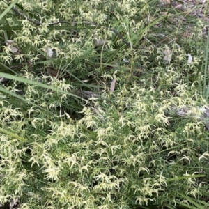 Clematis leptophylla at Aranda, ACT - 8 Sep 2021