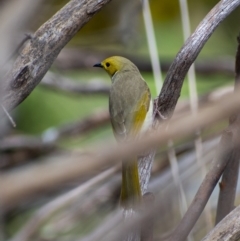 Ptilotula penicillata (White-plumed Honeyeater) at Belconnen, ACT - 5 Sep 2021 by Hallucatus