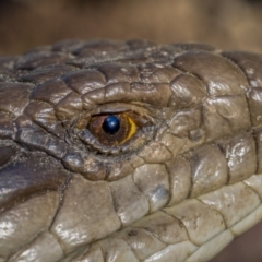 Tiliqua scincoides scincoides (Eastern Blue-tongue) at Downer, ACT - 6 Sep 2021 by trevsci