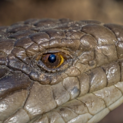 Tiliqua scincoides scincoides (Eastern Blue-tongue) at Mount Majura - 6 Sep 2021 by trevsci