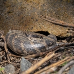 Tiliqua scincoides scincoides at Downer, ACT - 6 Sep 2021