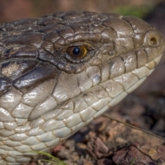 Tiliqua scincoides scincoides at Downer, ACT - 6 Sep 2021