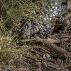 Tiliqua rugosa (Shingleback Lizard) at Mount Majura - 6 Sep 2021 by trevsci
