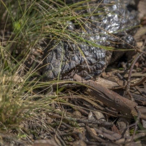 Tiliqua rugosa at Downer, ACT - 6 Sep 2021 01:21 PM