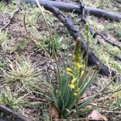 Bulbine bulbosa (Golden Lily) at Stirling Park - 5 Sep 2021 by Tapirlord