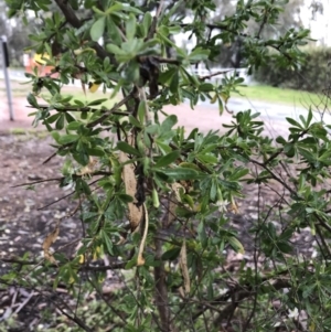 Lycium ferocissimum at Yarralumla, ACT - 5 Sep 2021