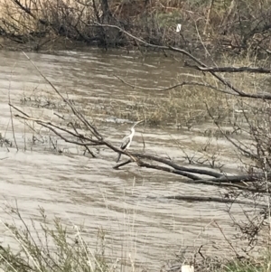 Anhinga novaehollandiae at Yarralumla, ACT - 5 Sep 2021